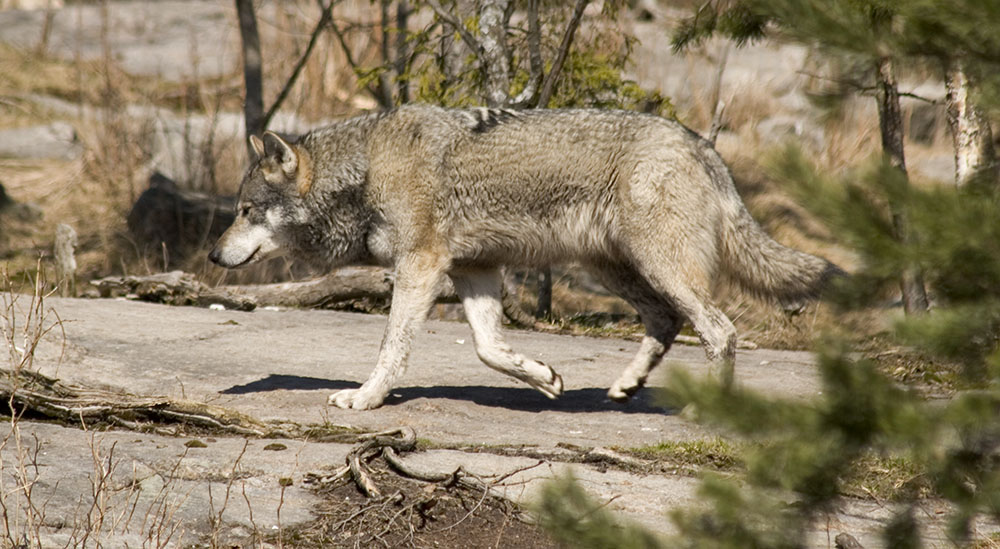 Hur ska man någonsin få vargstammen under kontroll? undrar insändarskribenten. Foto: Olle Olsson