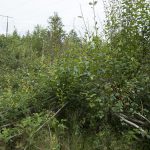 Skogsägare som har problem med viltskador ska i första hand satsa på att skapa mer viltfoder, menar debattörerna. Foto: Jan Henricson