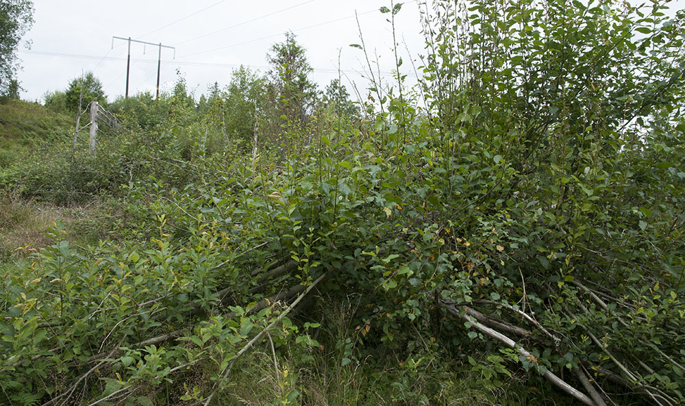 Skogsägare som har problem med viltskador ska i första hand satsa på att skapa mer viltfoder, menar debattörerna. Foto: Jan Henricson