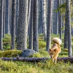 Liten spetshund i storskog… det är jakt med trädskällare. Foto: Tomas Johansson