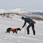 Under vinterjakt på ripa är det viktigt att skydda hunden mot köldskador. När hunden är igång och jagar används bara ett signaltäcke. Foto: Albin Holmberg
