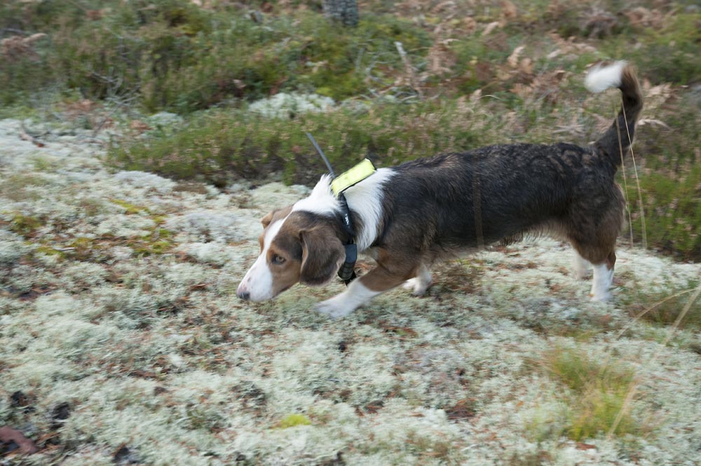 Drever, och även beagle, får nya regler för jaktprovschampionat från årsskiftet. Foto: Jan Henricson