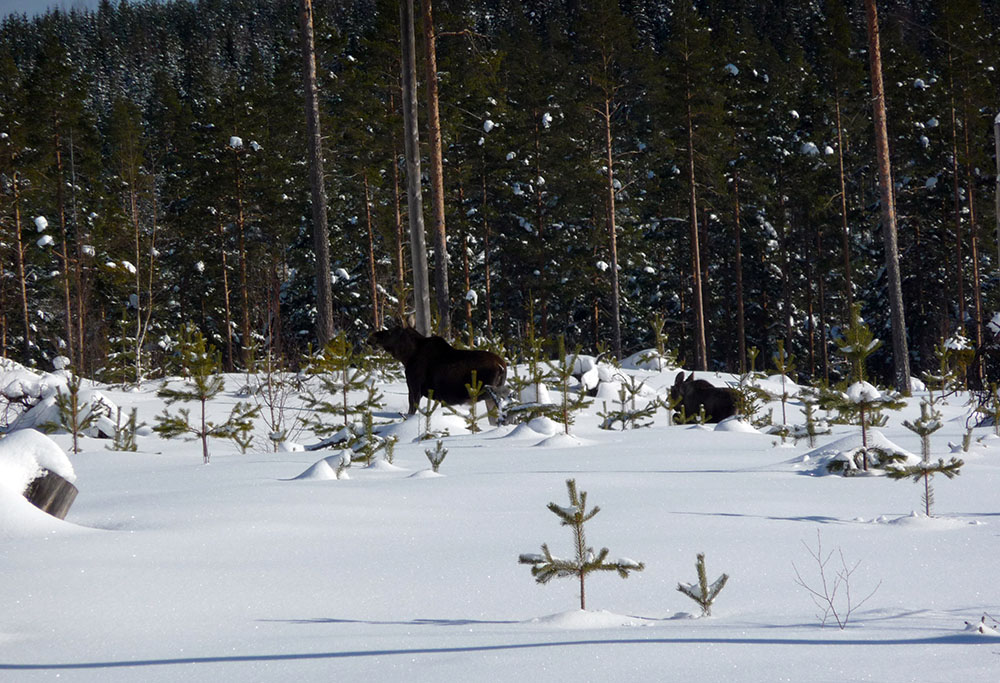 Älgarna måste trots allt jagas. Foto: Olle Olsson