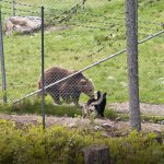 En björnhund måste visa rovdjursskärpa och mod. Foto: Bernt Karlsson