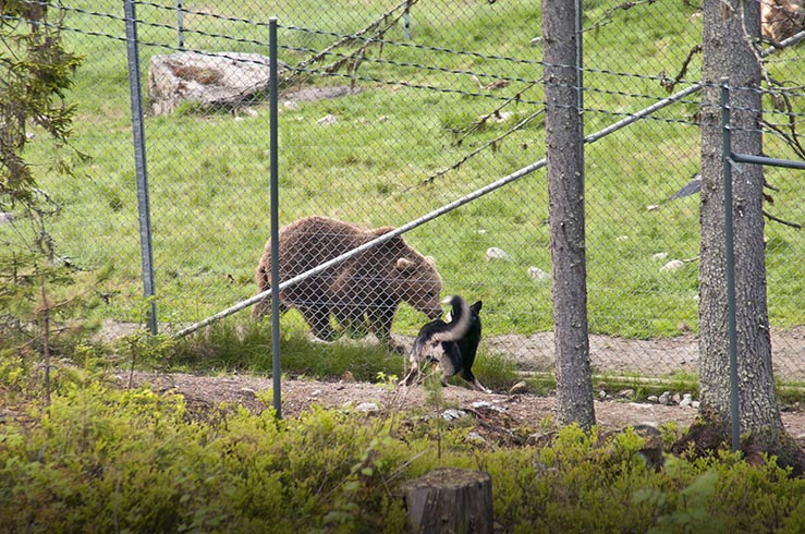 En björnhund måste visa rovdjursskärpa och mod. Foto: Bernt Karlsson