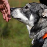 Jämten är en lugn, trygg och stabil hund, som kan ha flera användningsområden. Foto: Annette Petersson