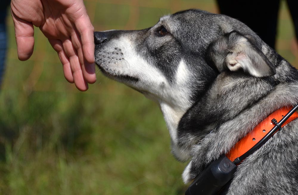 Jämten är en lugn, trygg och stabil hund, som kan ha flera användningsområden. Foto: Annette Petersson