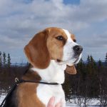 Storjordens Nova, första beagle med rent rådjurschampionat. Foto: Sven Magnusson