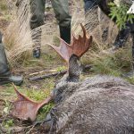 För älgens och för jaktetikens bästa måste jakttiden på älg kortas både i början och slutet, skriver Rolf Svensson i debattartikeln. Foto: Jan Henricson
