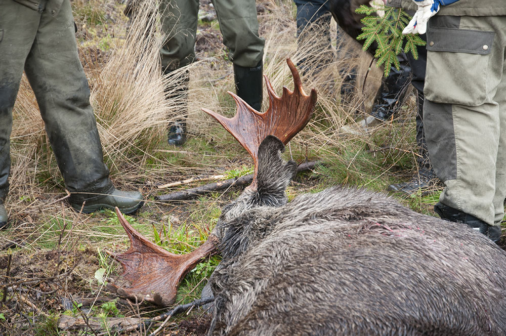 För älgens och för jaktetikens bästa måste jakttiden på älg kortas både i början och slutet, skriver Rolf Svensson i debattartikeln. Foto: Jan Henricson