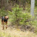 Schillerstövaren har gott renommé som rävdrivare och fem stycken deltar i årets Räv-SM. Foto: Jan Henricson