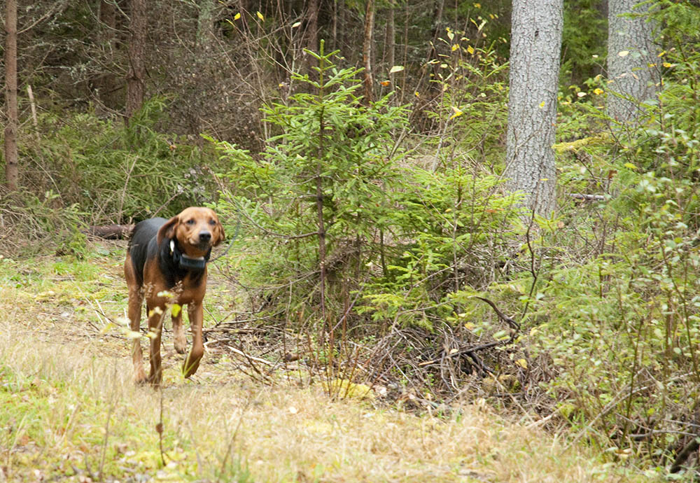 Schillerstövaren har gott renommé som rävdrivare och fem stycken deltar i årets Räv-SM. Foto: Jan Henricson