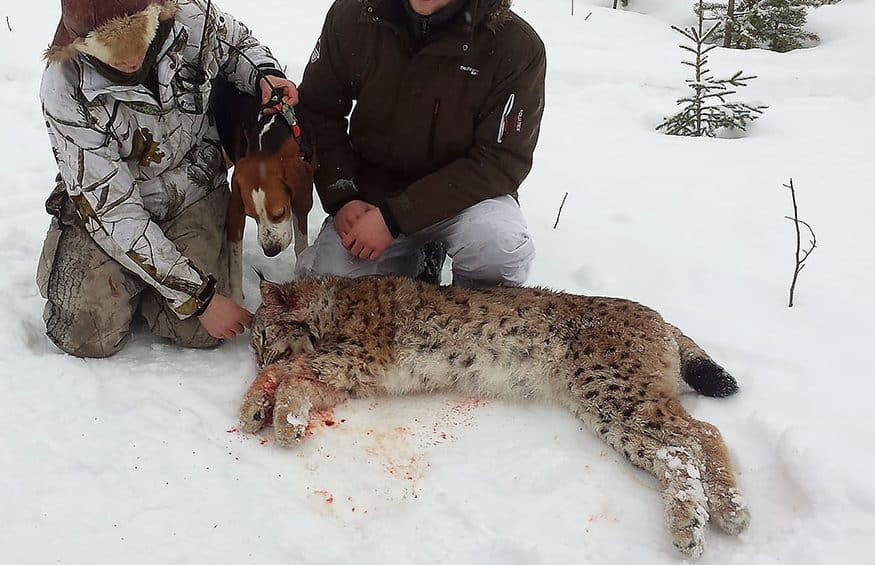 21-årige Viktor Åkerlund är en erfaren jägare, men det var på hans första lodjursjakt han lyckades fälla en 31 kilo tung hane. Foto: Privat