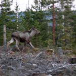 Om naturen ska släppas fri vad gäller de stora rovdjuren kommer vi snart inte att ha några större stammar av hjortdjur, anser insändarskribenten. Foto: Olle Olsson