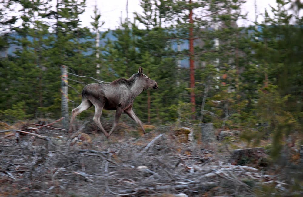 Om naturen ska släppas fri vad gäller de stora rovdjuren kommer vi snart inte att ha några större stammar av hjortdjur, anser insändarskribenten. Foto: Olle Olsson