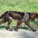 Fästingsäsongen är här och nu finns ännu ett sätt att skydda hunden från angrepp som kan leda till sjukdom. Foto: Marie Gadolin