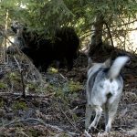 Vildsvinsskadorna på hundar fortsätter att öka. Foto: Bertil Lundvik