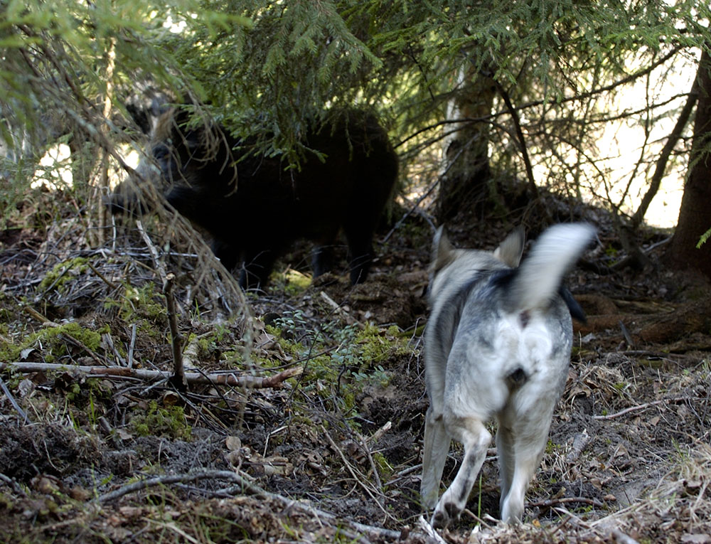 Vildsvinsskadorna på hundar fortsätter att öka. Foto: Bertil Lundvik