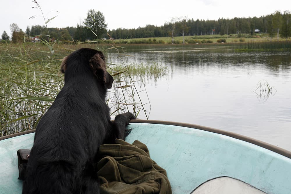 Lär hunden båtvett redan i valpstadiet. Foto: Olle Olsson