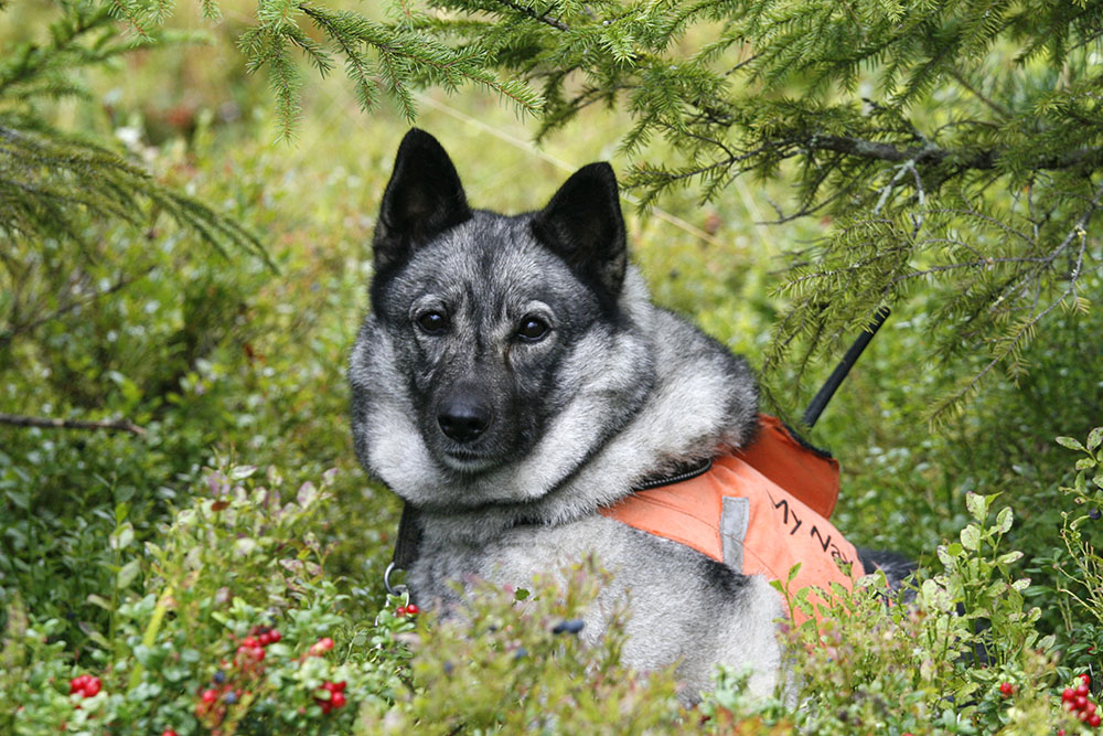 I gruppen med de friskaste hundarna ingår framför allt jakthundar, till exempel gråhund. Foto: Olle Olsson
