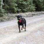 På Stövarklubbens jaktprov får löptikar inte delta. Foto: Olle Olsson