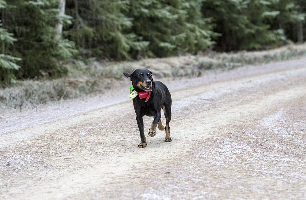På Stövarklubbens jaktprov får löptikar inte delta. Foto: Olle Olsson