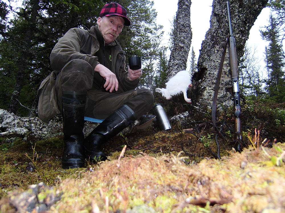Jakten i Handölstrakten i Jämtland har under de senare 25 åren legat debattören Kurt Ericson varmt om hjärtat. Haren är skjuten för hans schillertik Slåtteråsens Tea (Stella). Foto: Privat