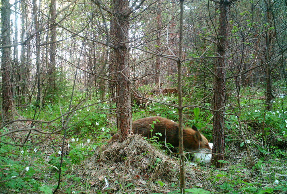 Någonstans på Gotland är en räv på väg till grytet med mat till hungriga ungar.