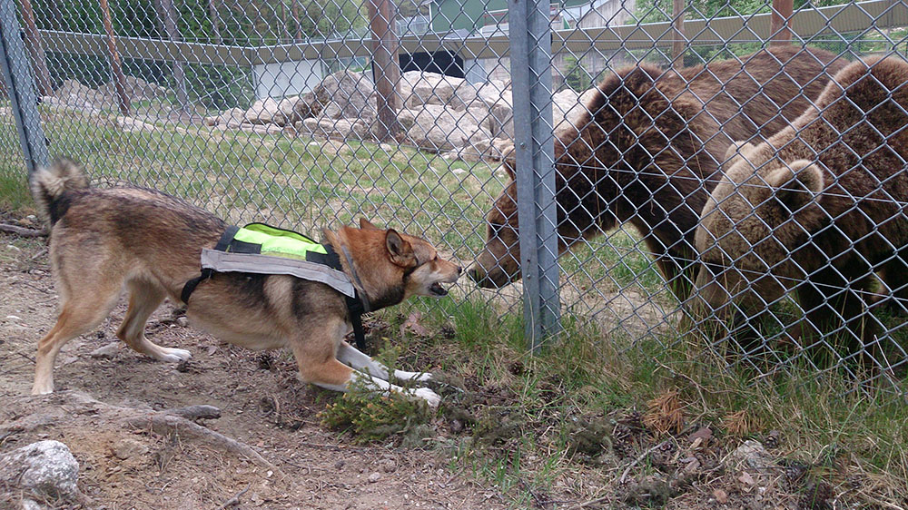 Östlaikan Björngapets Aska fick 45 poäng. Foto: Privat