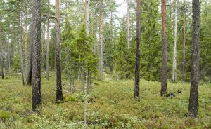 Gårdagens insändare med kritik mot Bergvik Skog följs nu upp av flera skribenter som delar denna uppfattning. Foto: Martin Källberg