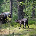 Även en tränad björnhund kan råka illa ut under jakten. Skador täcks av Jägareförbundets rovdjursförsäkring för medlemmar. Foto: Annette Petersson