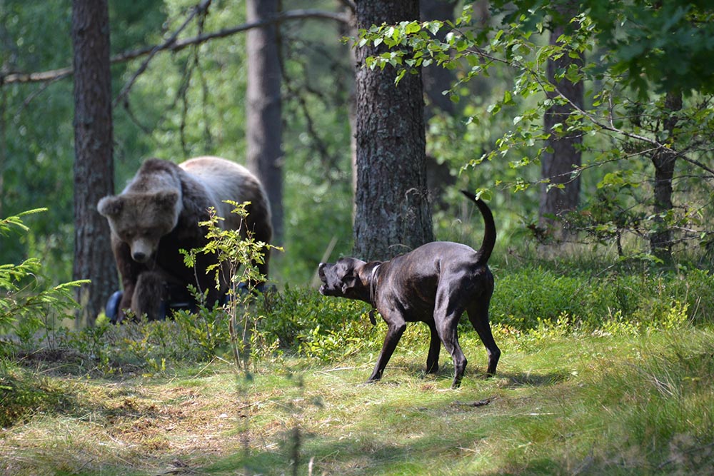 Även en tränad björnhund kan råka illa ut under jakten. Skador täcks av Jägareförbundets rovdjursförsäkring för medlemmar. Foto: Annette Petersson