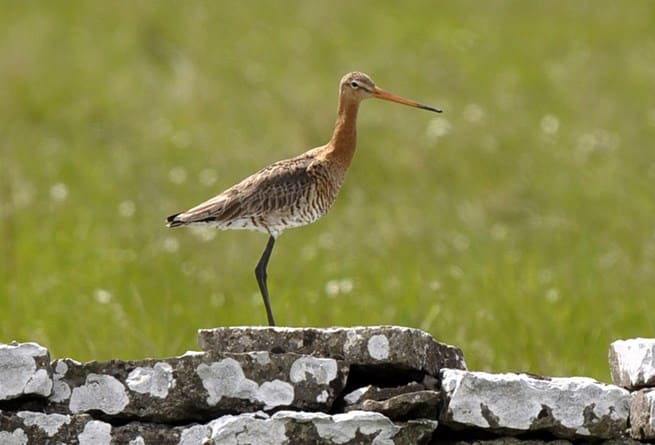 Rödspoven gynnas av de öländska jägarnas predatorjakt. Antalet häckande par ökar stadigt sedan projektet startade. Foto: Magnus Johansson