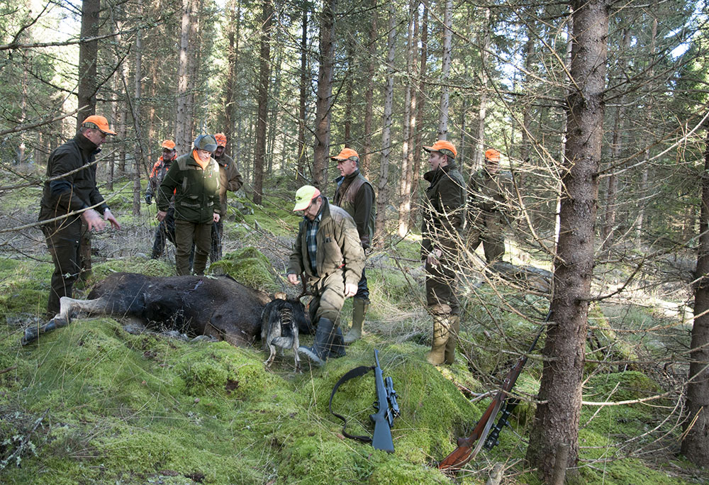 När jägarna gör jobbet åt storskogsbruket borde det föranleda en klapp på axeln istället för hot om uppsägning av jaktarrenden, skriver debattörerna. (Jägarna på bilden har ingen direkt koppling till artikeln) Foto: Jan Henricson