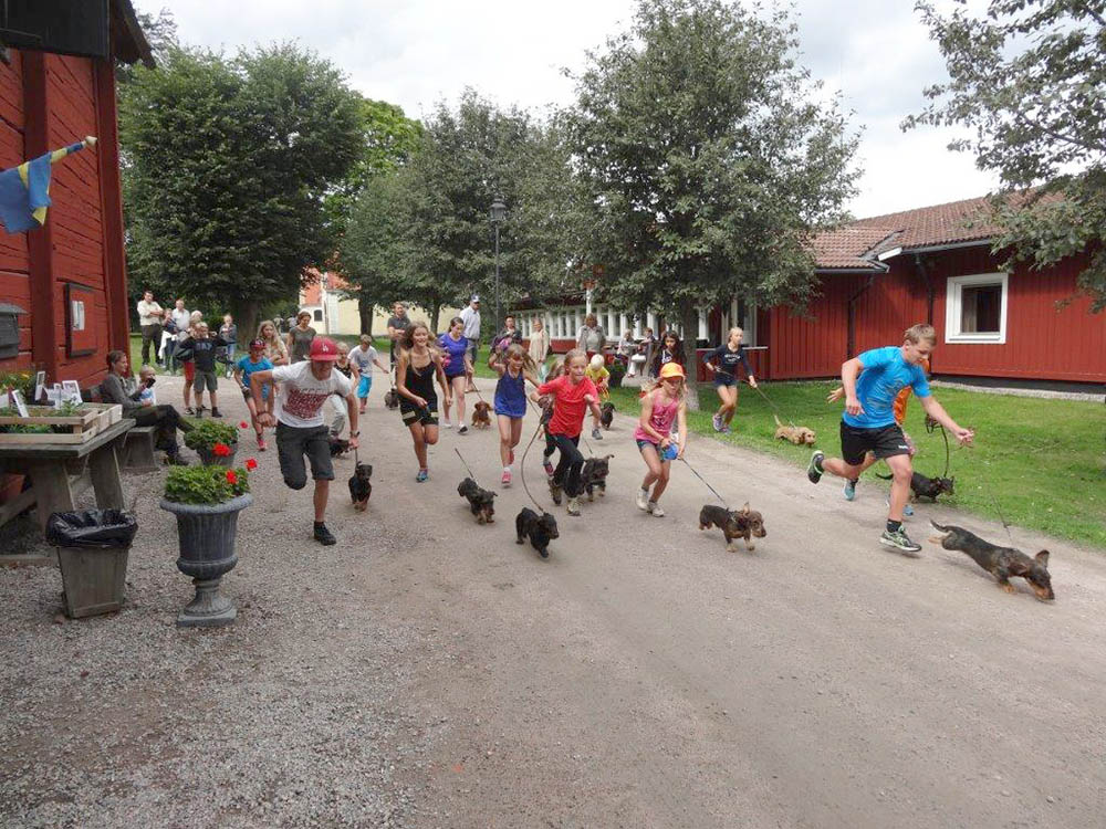 Taxrace och konditionsträning av förare och hund med gemensam start på den en kilometer långa banan. Segrade gjorde Jakob Söderström och Mariebergs Olle, som vann ett vandringspris skänkt av Södermanlands Taxklubb. Foto: Carl Söderberg