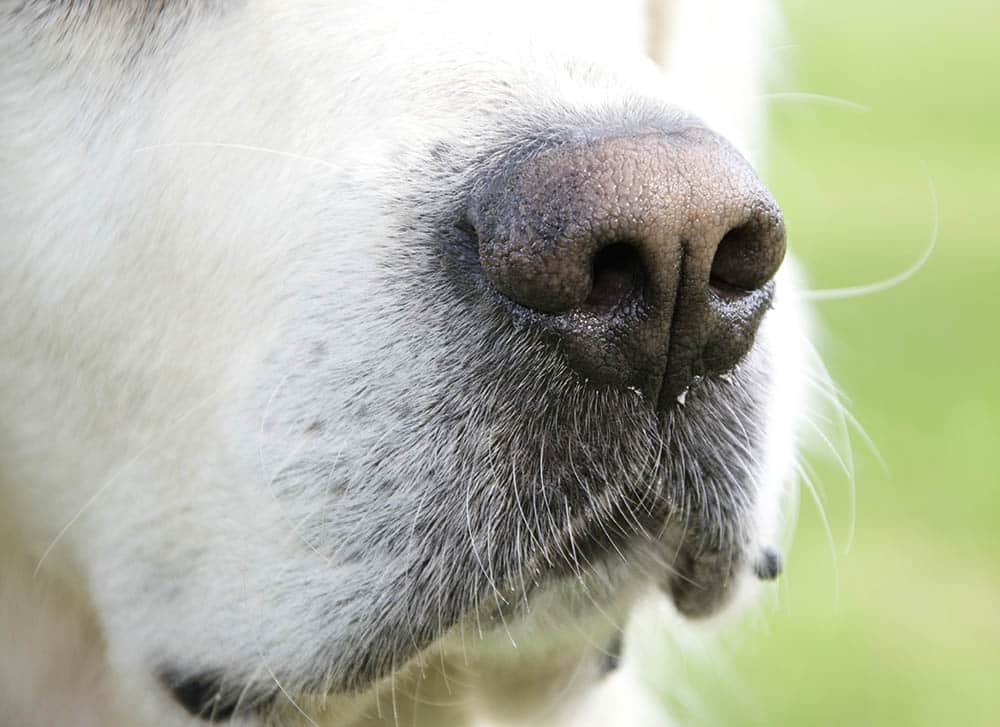 Gömmer hundens nos fler funktioner än andning och luktsinne? Foto: Marie Gadolin