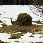 Om jaktlagsutredaren får som han vill är det i framtiden inte självklart att utfodra viltet för att förhindra svält. Foto: Jan Henricson