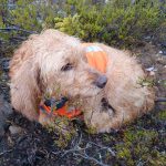Rasklubben för basset fauve de bretagne håller introduktionsdagar på tre håll i landet för att stimulera till drevprov. Foto: Privat