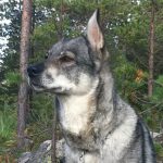 Det är känt att jämthundstikar har en förhöjd risk att utveckla diabetes efter löp. Foto: Lars-Henrik Andersson