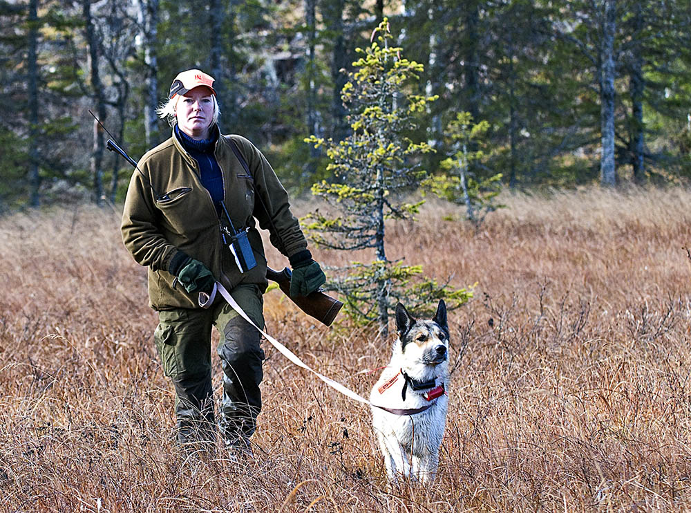 I Maria Altins ”stall”, bestående av tre älghundar, är det Kito som är ankaret. Han är en blandning mellan östsibirisk laika och karelsk björnhund och gör sällan någon i jaktlaget besviken. Foto: Thomas Ekroth