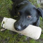 Hundurin har studerats för att undersöka bland annat antibiotikaresistens vid urinvägsinfektion. Foto: Jan Henricson