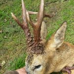 Råbockens horn var 25 respektive 24,5 centimeter långa. Foto: Privat
