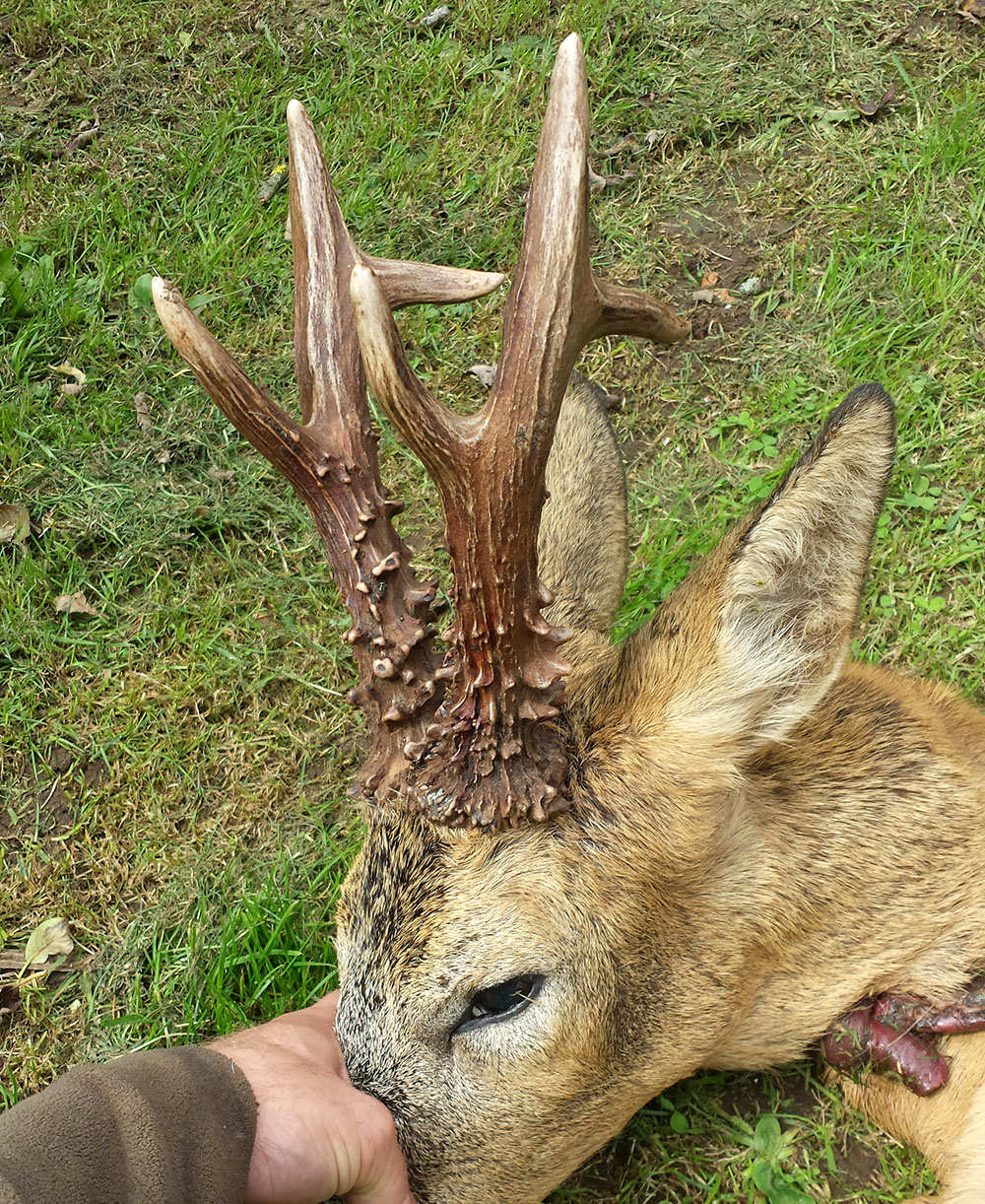 Råbockens horn var 25 respektive 24,5 centimeter långa. Foto: Privat