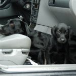 Om man efter 29 december vill köpa en valp utomlands måste man själv resa till uppfödaren, köpa djuret och ta med det hem. Handel med ovaccinerade valpar blir förbjuden i hela EU. Foto: Jan Henricson