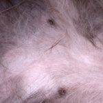 Juvertumörer uppstår ofta i de två bakersta juvren. Foto: Marie Gadolin