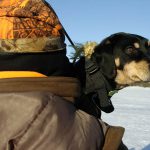 Blir man friskare av att ha hund? Foto: Jan Henricson