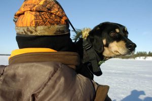 Blir man friskare av att ha hund? Foto: Jan Henricson