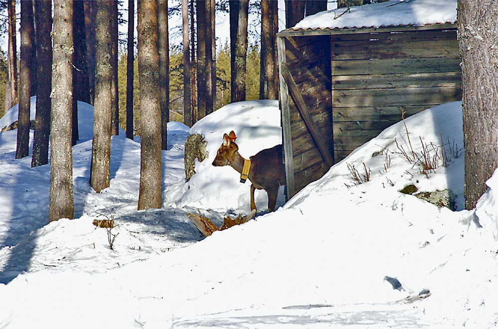 Högbrännageten var märkt med en röd plastbricka i vardera örat och ett gult sändarhalsband. Foto: Bernt Karlsson