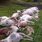 22 får som dödades av varg bakom femtrådigt rovdjursstängsel.