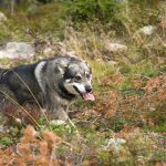 Jämthunden stärker sin ställning ytterligare, som den näst populäraste hundrasen i landet. Den ökar också mest av jakthundsraserna. Foto: Olle Olsson